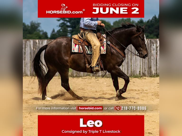 Percherón Mestizo Caballo castrado 5 años 168 cm Castaño in Nevis, MN