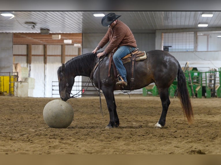 Percherón Mestizo Caballo castrado 5 años 168 cm Castaño in Nevis, MN