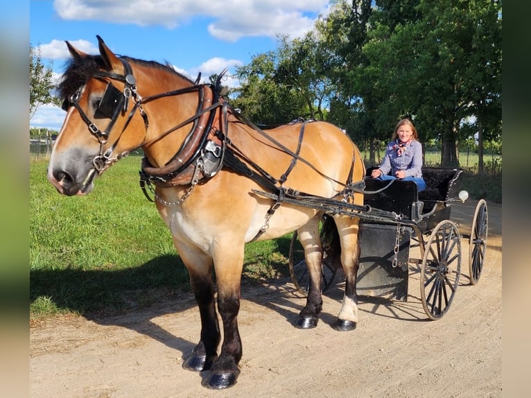 Percherón Mestizo Caballo castrado 5 años 168 cm Castaño rojizo in Camden, MI
