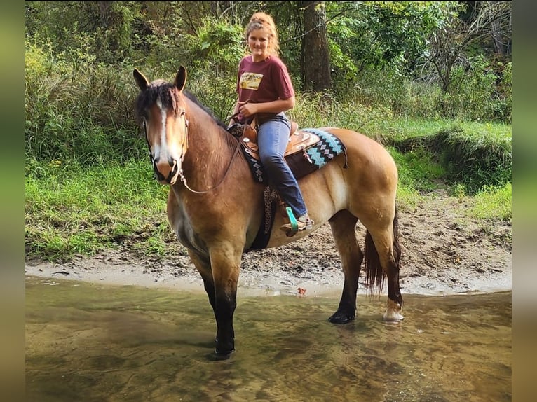 Percherón Mestizo Caballo castrado 5 años 168 cm Castaño rojizo in Camden, MI