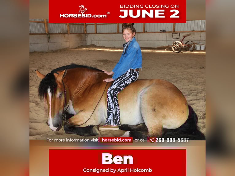 Percherón Mestizo Caballo castrado 5 años 168 cm Castaño rojizo in Camden, MI