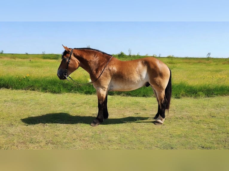 Percherón Mestizo Caballo castrado 5 años 168 cm Castaño rojizo in Camden, MI