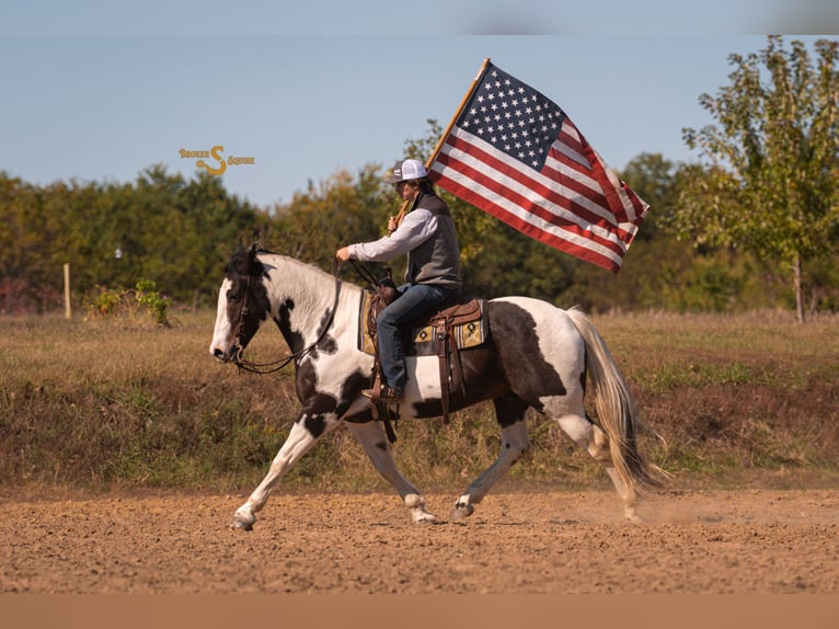 Percherón Mestizo Caballo castrado 5 años 168 cm Pío in Bogard