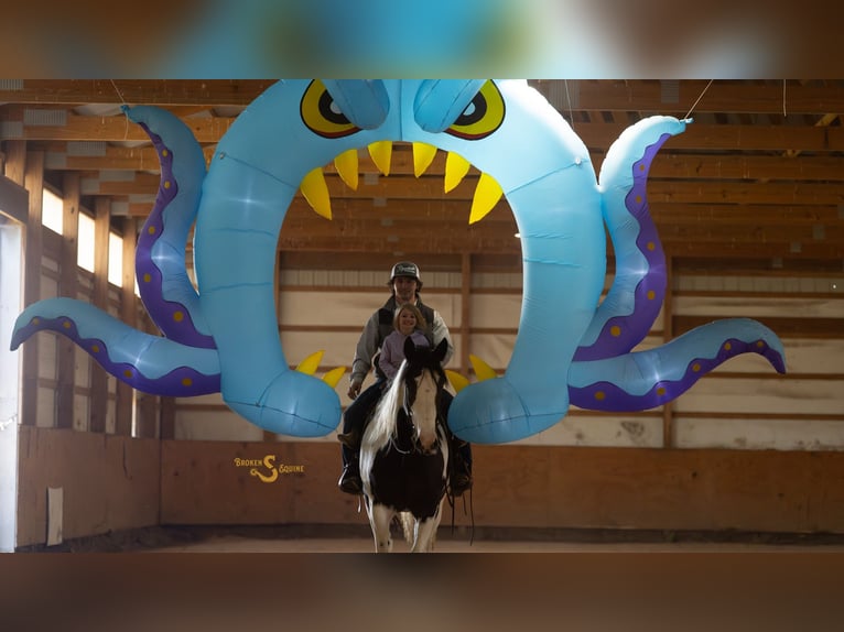 Percherón Mestizo Caballo castrado 5 años 168 cm Pío in Bogard