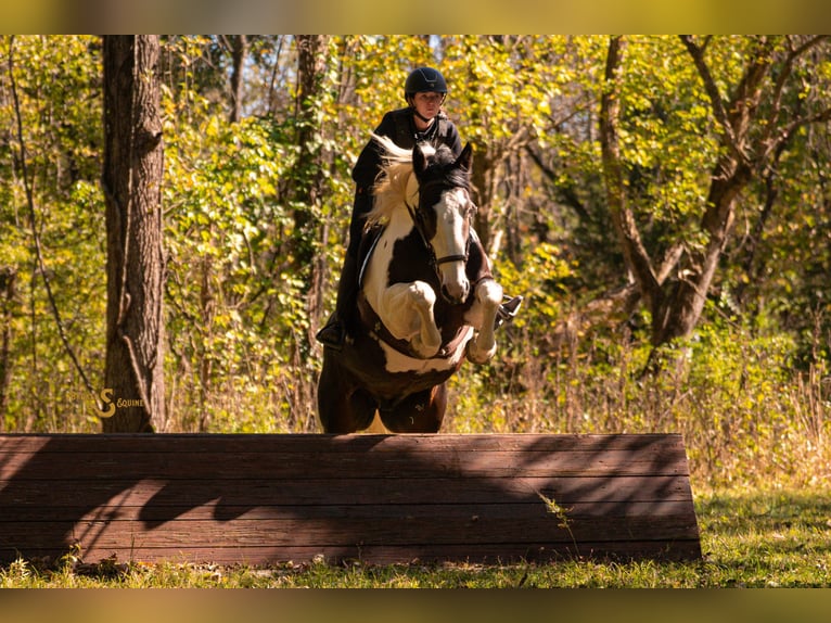 Percherón Mestizo Caballo castrado 5 años 168 cm Pío in Bogard Percherón Mestizo Caballo castrado 5 años 168 cm Pío in Bogard
