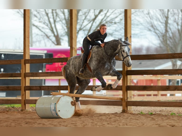 Percherón Mestizo Caballo castrado 5 años 168 cm Tordo in Quitman