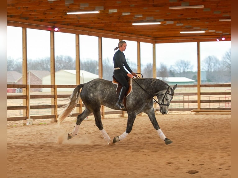 Percherón Mestizo Caballo castrado 5 años 168 cm Tordo in Quitman