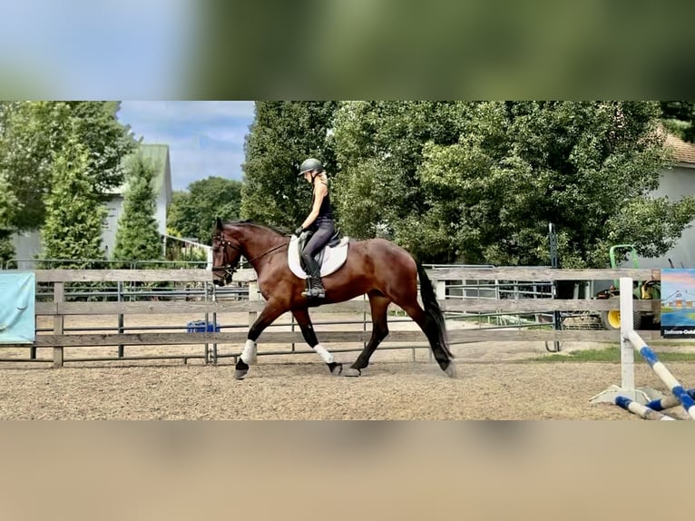 Percherón Mestizo Caballo castrado 5 años 170 cm Castaño rojizo in Gap, PA