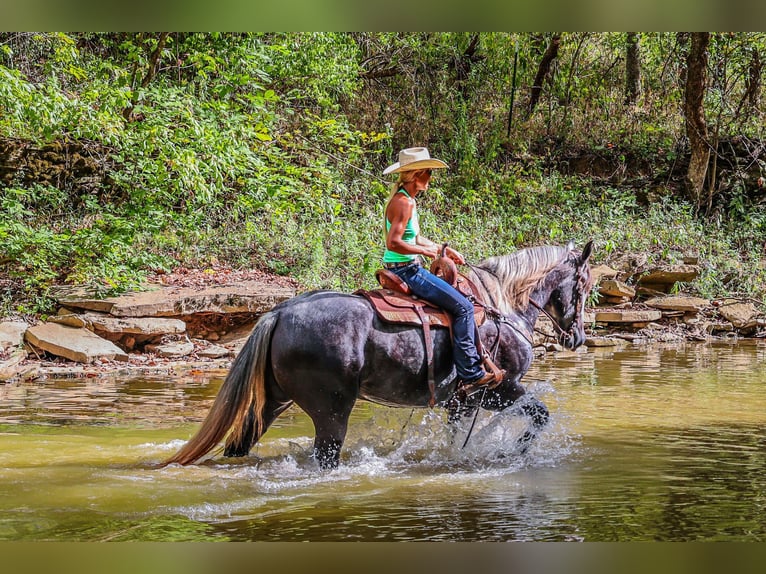 Percherón Caballo castrado 5 años 170 cm Tordo rodado in FLemingsburg Ky