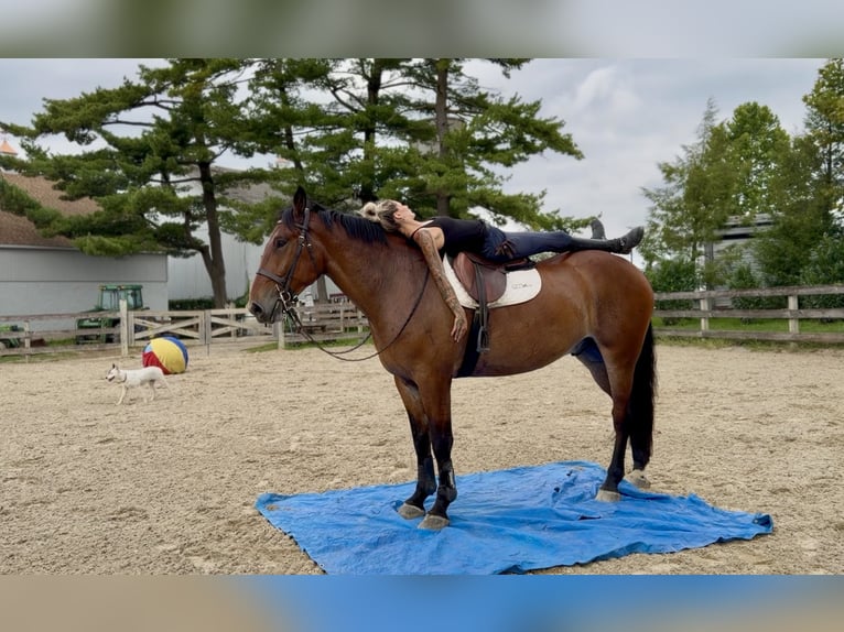 Percherón Mestizo Caballo castrado 5 años 173 cm Castaño rojizo in Gap