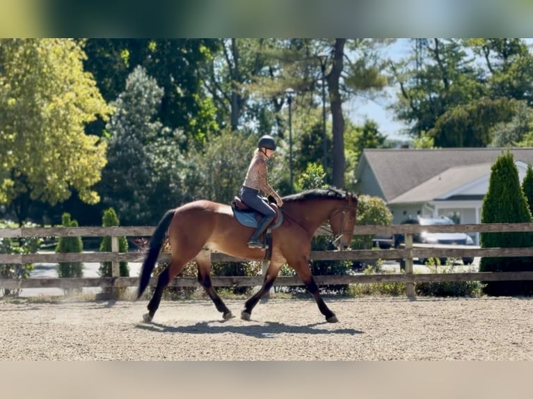 Percherón Mestizo Caballo castrado 5 años 173 cm Castaño rojizo in Gap