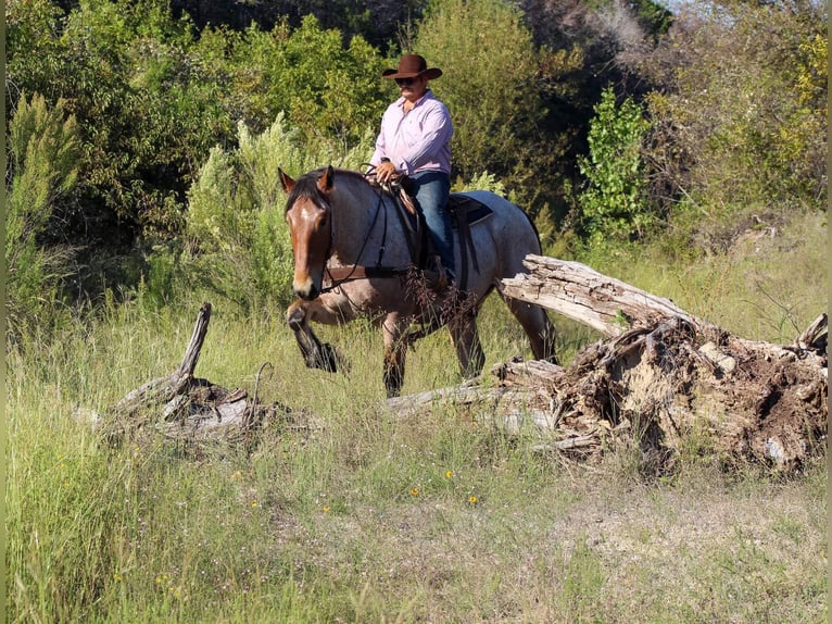 Percherón Caballo castrado 5 años 173 cm Castaño-ruano in Stephenville TX