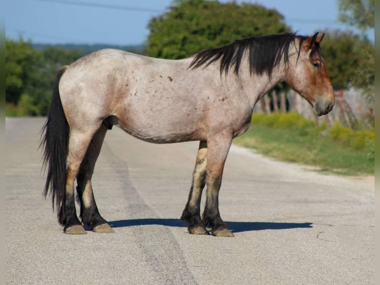 Percherón Caballo castrado 5 años 173 cm Castaño-ruano in Stephenville TX