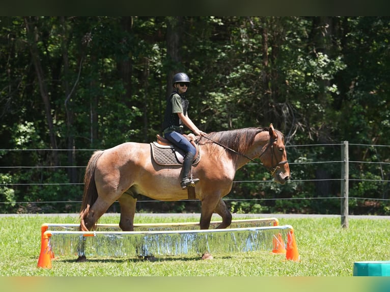 Percherón Mestizo Caballo castrado 5 años 173 cm Ruano alazán in Clover