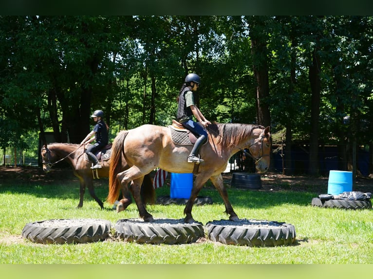 Percherón Mestizo Caballo castrado 5 años 173 cm Ruano alazán in Clover