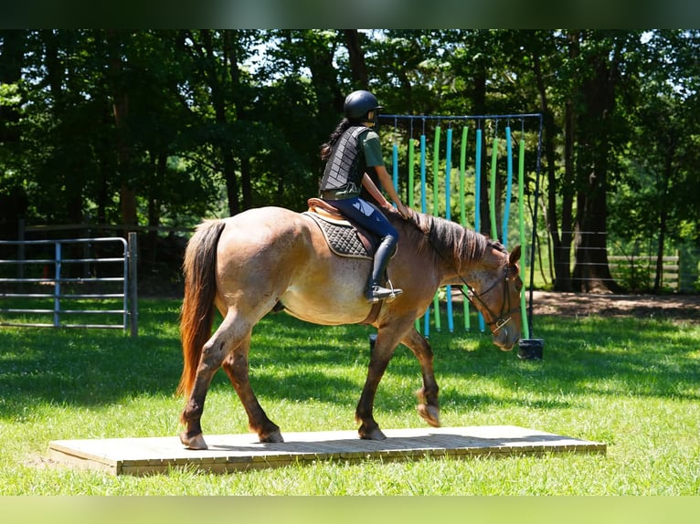Percherón Mestizo Caballo castrado 5 años 173 cm Ruano alazán in Clover