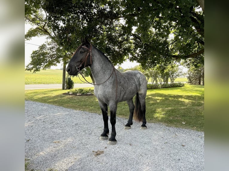 Percherón Mestizo Caballo castrado 5 años 173 cm Ruano azulado in Littlestown, PA