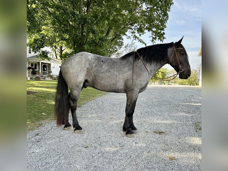 Percherón Mestizo Caballo castrado 5 años 173 cm Ruano azulado in Littlestown, PA