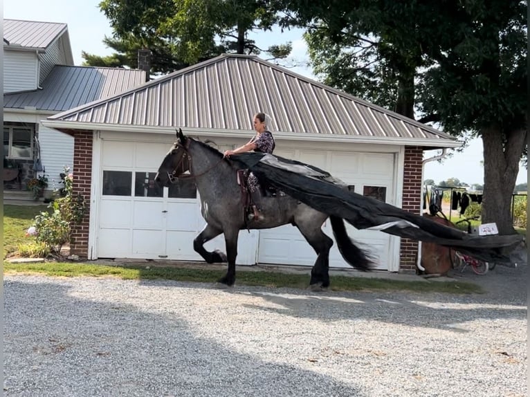 Percherón Mestizo Caballo castrado 5 años 173 cm Ruano azulado in Littlestown, PA