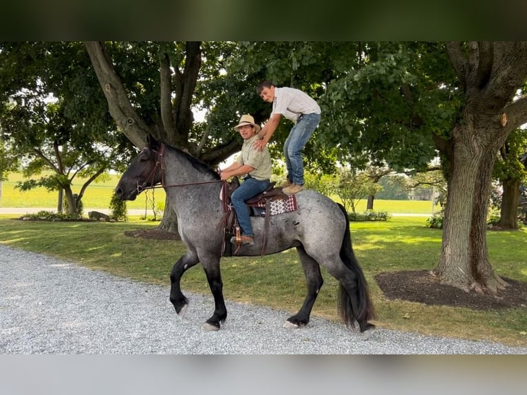 Percherón Mestizo Caballo castrado 5 años 173 cm Ruano azulado in Littlestown, PA