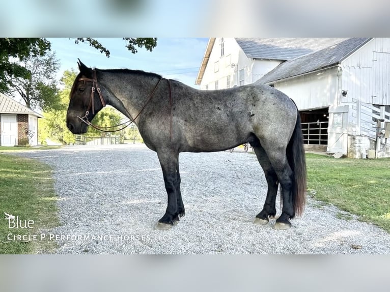 Percherón Mestizo Caballo castrado 5 años 173 cm Ruano azulado in Littlestown, PA