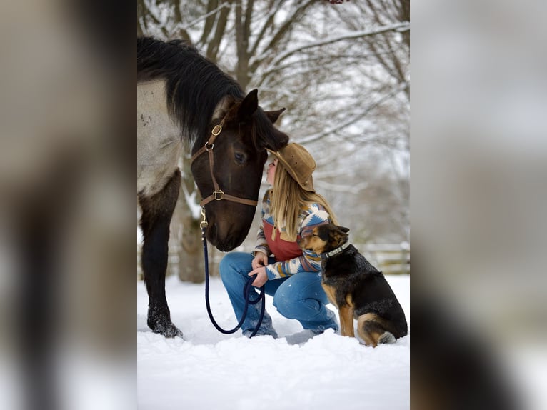 Percherón Mestizo Caballo castrado 5 años 173 cm Ruano azulado in Littlestown, PA