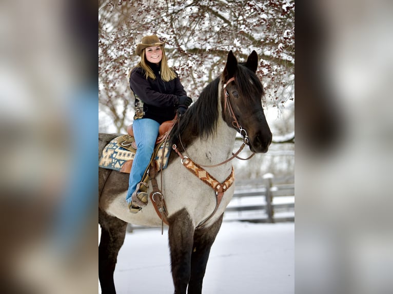 Percherón Mestizo Caballo castrado 5 años 173 cm Ruano azulado in Littlestown, PA