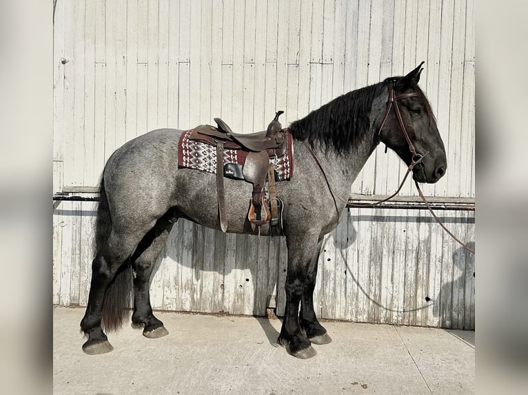 Percherón Mestizo Caballo castrado 5 años 173 cm Ruano azulado in Littlestown, PA