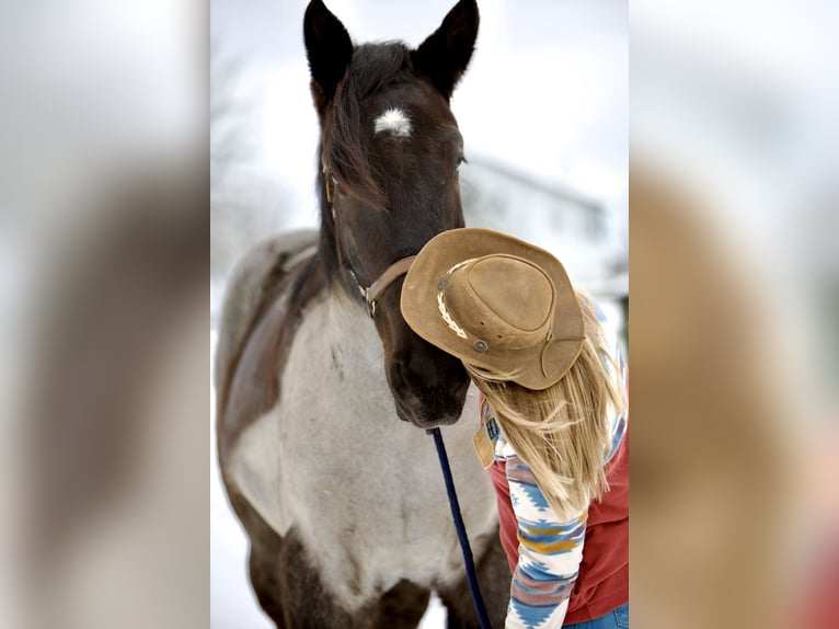 Percherón Mestizo Caballo castrado 5 años 173 cm Ruano azulado in Littlestown, PA