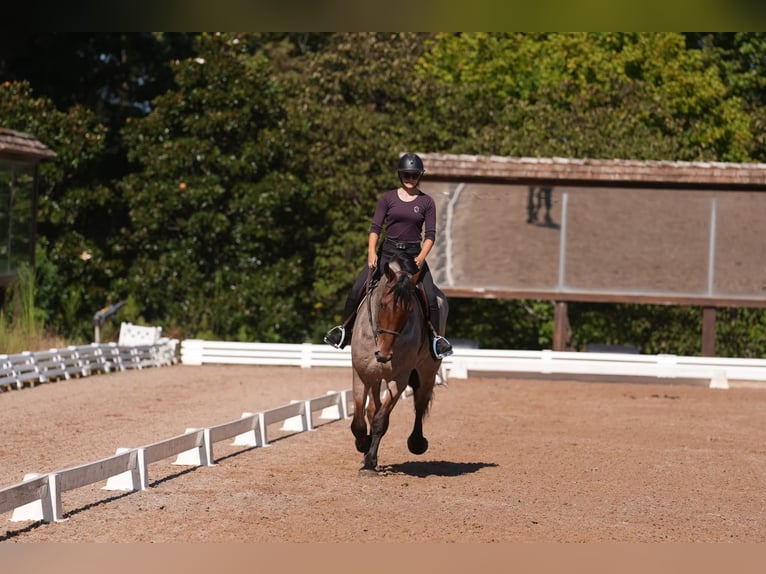 Percherón Mestizo Caballo castrado 5 años 175 cm Castaño-ruano in Clover, SC