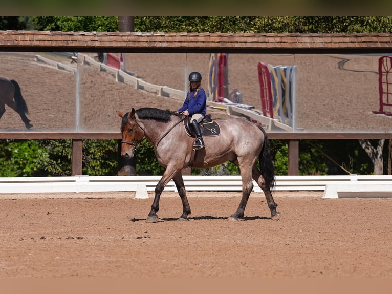 Percherón Mestizo Caballo castrado 5 años 175 cm Castaño-ruano in Clover, SC