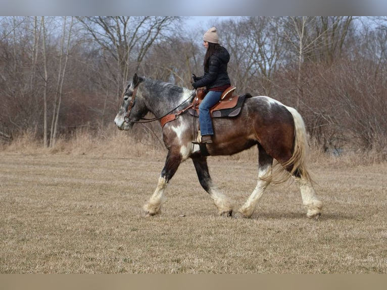 Percherón Caballo castrado 5 años 175 cm Tobiano-todas las-capas in Howell, MI