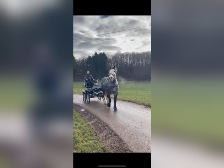 Percherón Caballo castrado 5 años 175 cm Tordo rodado in Nettersheim