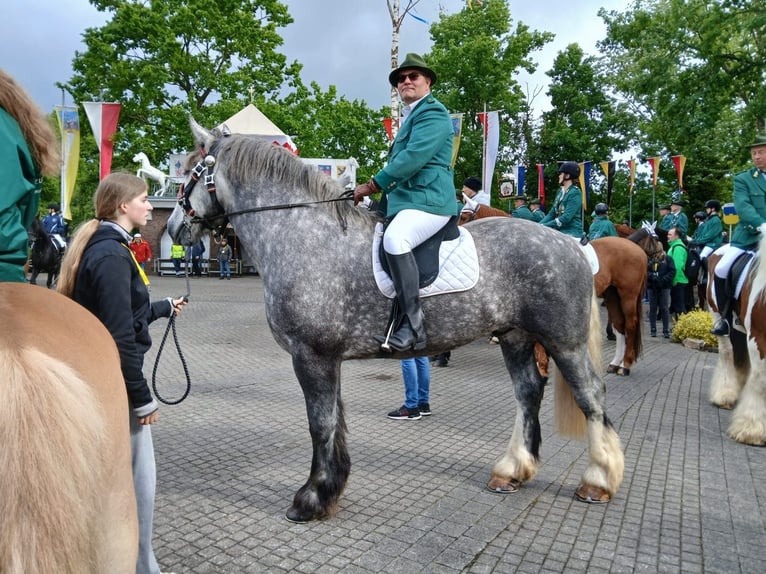 Percherón Caballo castrado 5 años 175 cm Tordo rodado in Nettersheim