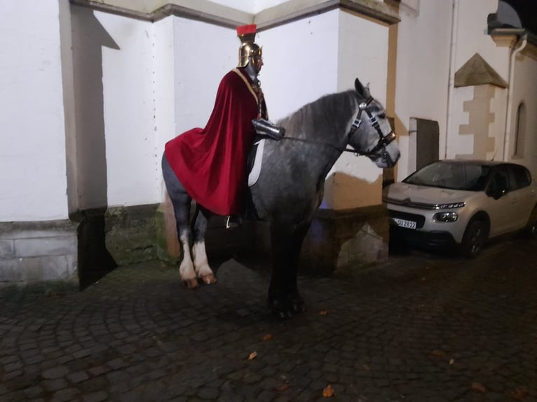 Percherón Caballo castrado 5 años 175 cm Tordo rodado in Nettersheim