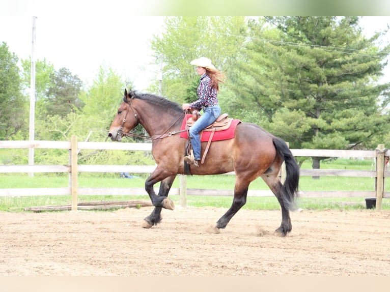 Percherón Caballo castrado 5 años Castaño rojizo in Howell MI