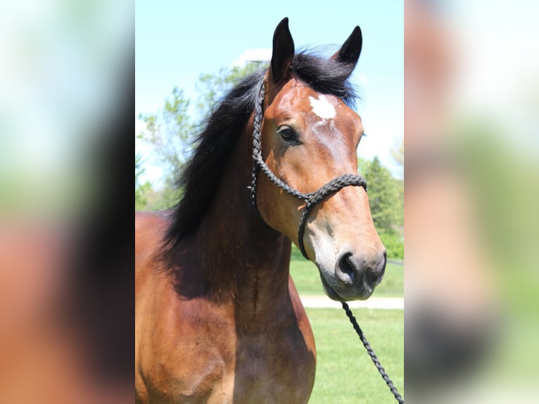 Percherón Caballo castrado 5 años Castaño rojizo in Howell MI