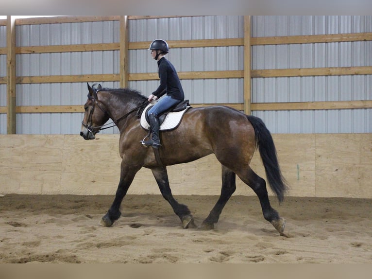 Percherón Caballo castrado 5 años Castaño rojizo in Howell MI