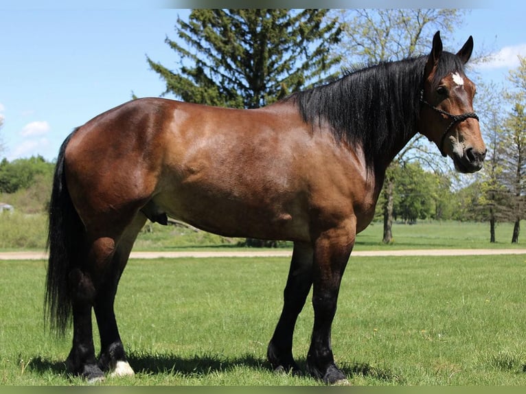 Percherón Caballo castrado 5 años Castaño rojizo in Howell MI