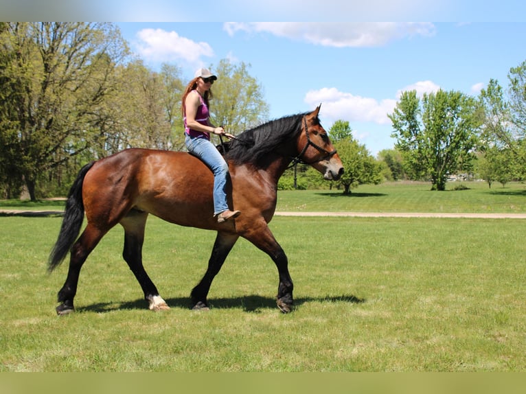 Percherón Caballo castrado 5 años Castaño rojizo in Howell MI