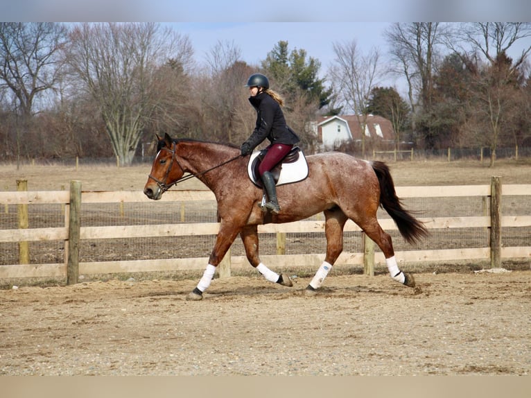 Percherón Caballo castrado 5 años Castaño-ruano in Howell MI