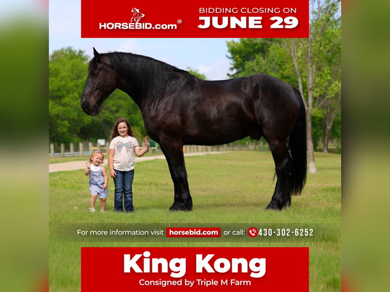 Percherón Caballo castrado 5 años Negro in Forney