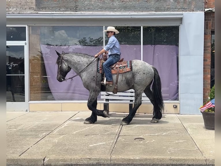 Percherón Mestizo Caballo castrado 5 años Ruano azulado in Henderson