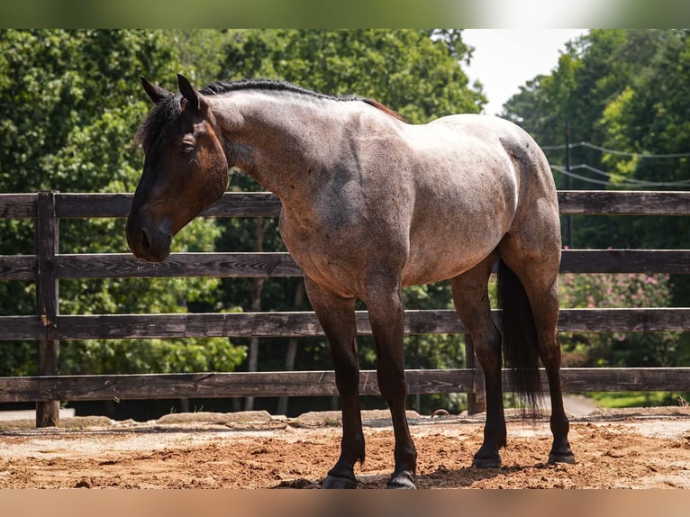 Percherón Mestizo Caballo castrado 5 años Ruano azulado in Clover