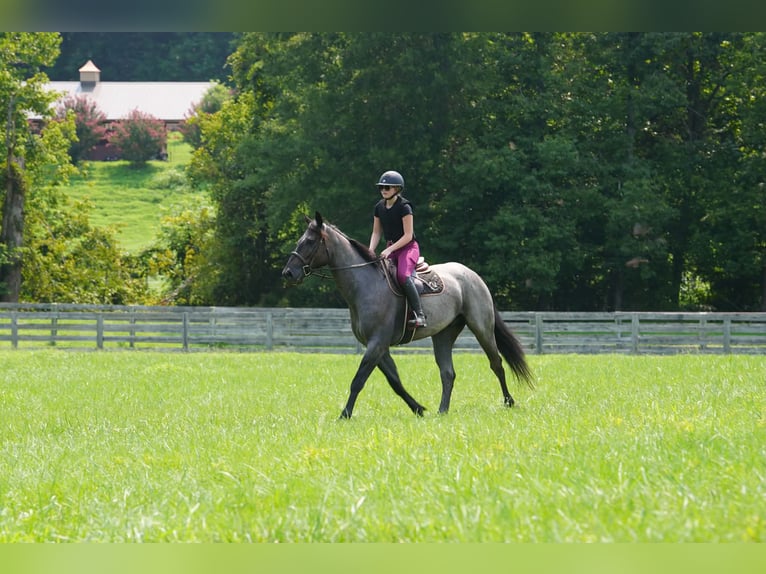 Percherón Mestizo Caballo castrado 5 años Ruano azulado in Clover