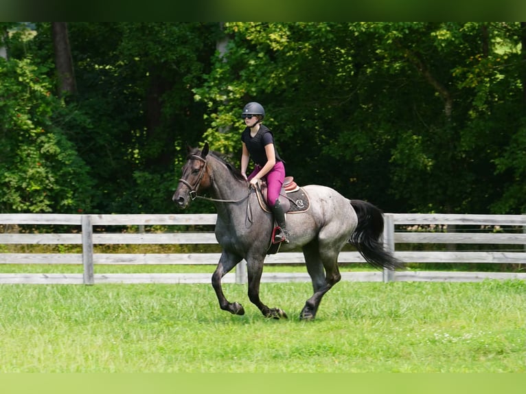 Percherón Mestizo Caballo castrado 5 años Ruano azulado in Clover