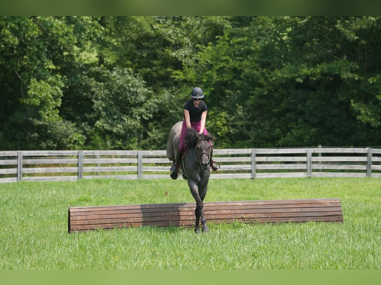 Percherón Mestizo Caballo castrado 5 años Ruano azulado in Clover