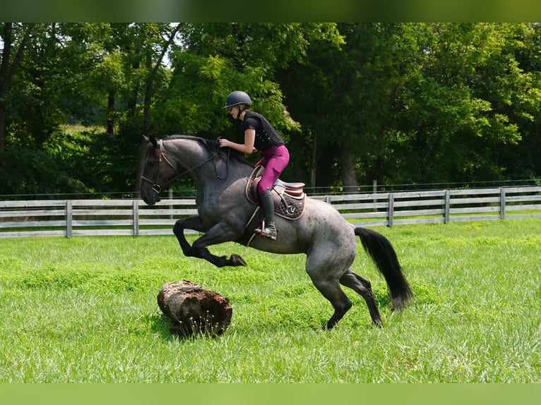Percherón Mestizo Caballo castrado 5 años Ruano azulado in Clover