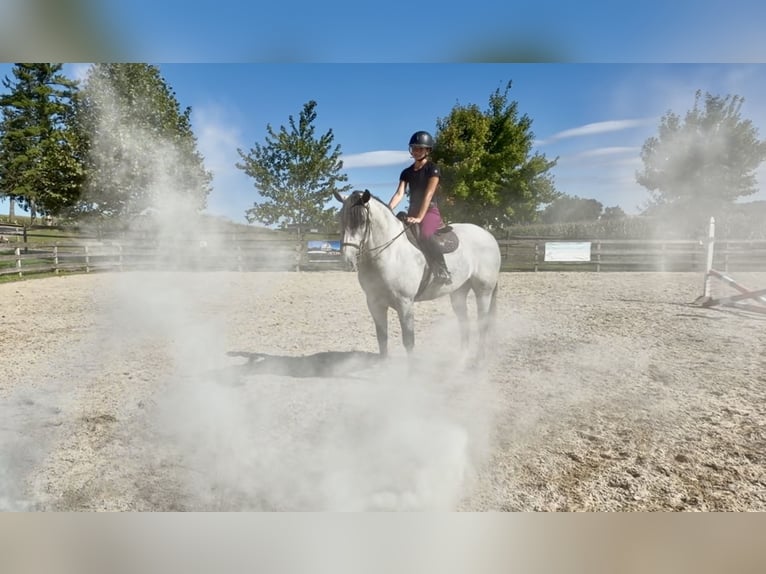 Percherón Mestizo Caballo castrado 5 años Tordo in Gap