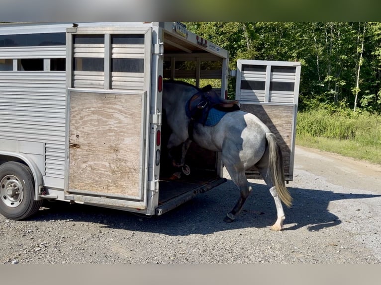 Percherón Mestizo Caballo castrado 5 años Tordo in Gap